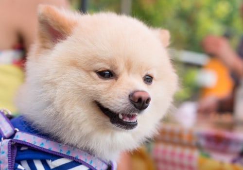 The Ultimate Guide to Dog-Friendly Restaurants in Northeast Ohio