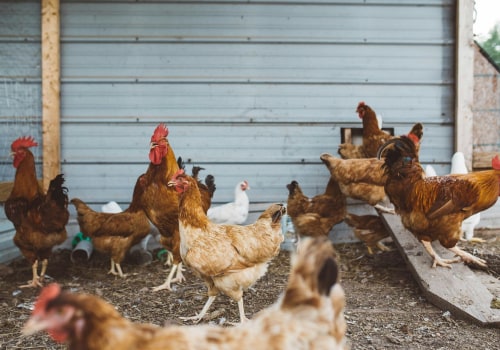 The Farm-to-Table Movement in Northeast Ohio: A Local Expert's Perspective